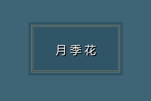 月季花