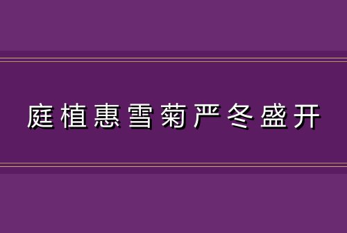 庭植惠雪菊严冬盛开