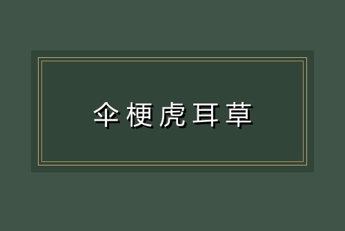 伞梗虎耳草